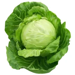 ملفوف أخضر