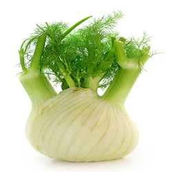 finocchio