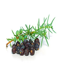 حبوب اليانسون