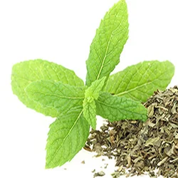 menthe